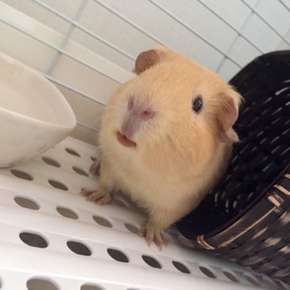 里親さん決まりました