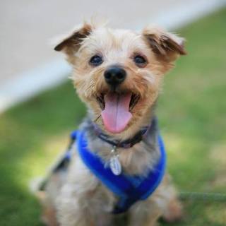 もう怒られない犬生を生きたい、人間大好きなテト♂