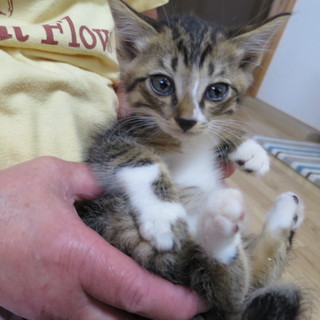 美猫!!キジ白の男の子