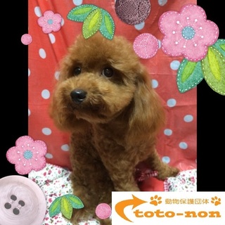 可愛いトイプードルプリンは８か月の女の子