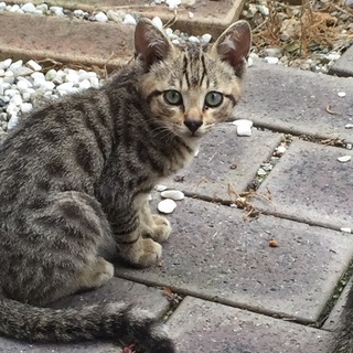 　責任を持って面倒を見て下さる里親さん募集