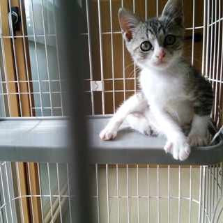 片足がありません。でも元気いっぱいです。