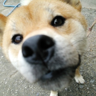 小ぶりの柴犬・オス