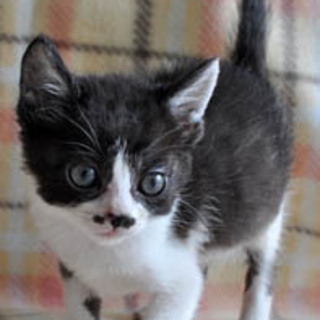 黒白・長しっぽの柚希ちゃん！