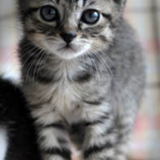 右耳がアメリカンカールのようなトラ美ちゃん☆