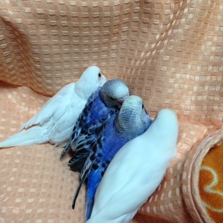 1か月のセキセイインコ（ありがとうございました）