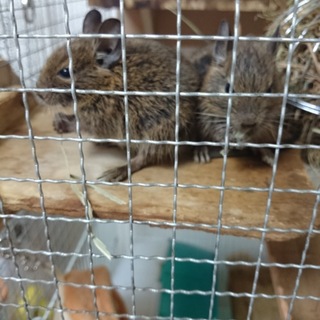 デグーの赤ちゃん2匹、里親募集