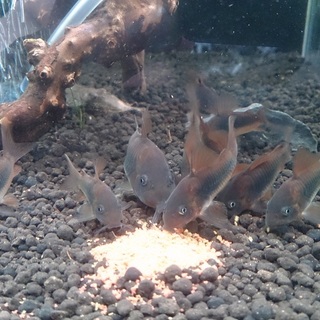 元気な赤コリジュニア他、コリドラス7種