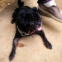 小型の黒パグ♀里親募集！