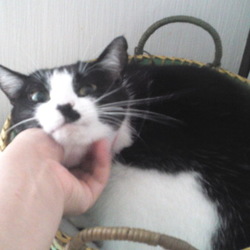 はな子：７日目（６月２６日）