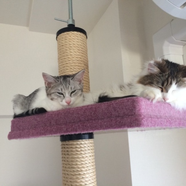 小春ちゃんのカバー写真