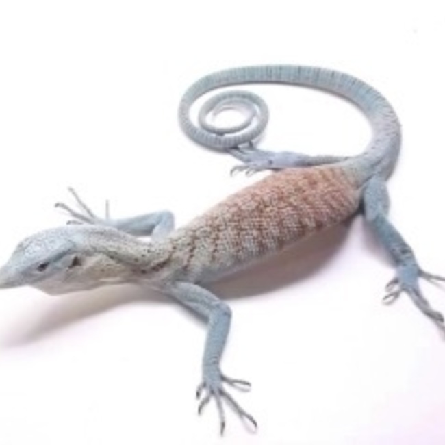 じゃししのカバー写真