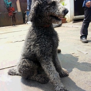 スタンダードプードル☆オス☆ラッキー君１才