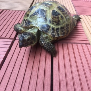 フォルスフィールドリクガメのオスです。