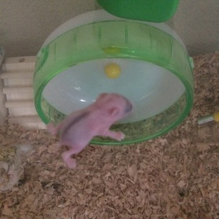 再び里親募集です