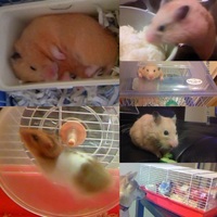 ぶーちん と ネネちゃん