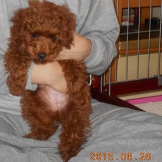 里親決まりました。　ありがとうございます。