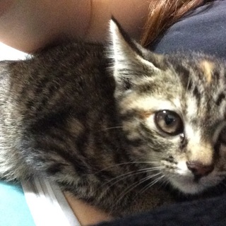 ちょっと臆病な迷い猫