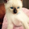 子猫1 シャム風オス サムネイル3