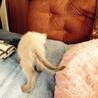 子猫1 シャム風オス サムネイル5