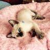 子猫1 シャム風オス サムネイル4