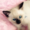 子猫1 シャム風オス サムネイル2