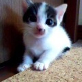 かわいくて元気な子猫里親募集