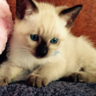 子猫1 シャム風オス