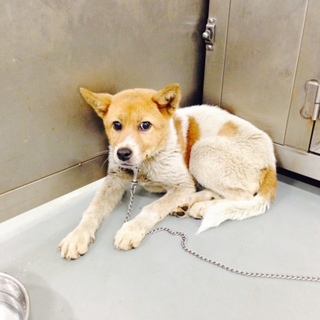 ブチ仔犬のマツコちゃん！