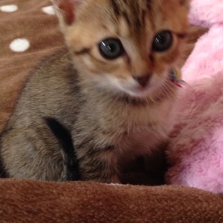 子猫2 キジトラ メス