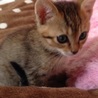 子猫2 キジトラ メス サムネイル2