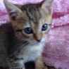 子猫2 キジトラ メス サムネイル3