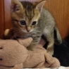 子猫2 キジトラ メス サムネイル4