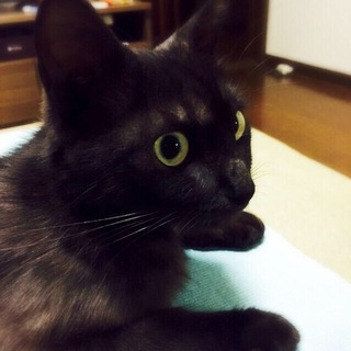 甘え上手な美人の黒猫ちゃんです!!!