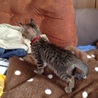 子猫3 キジトラ オス サムネイル3