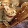 子猫3 キジトラ オス サムネイル4