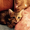 子猫3 キジトラ オス サムネイル6