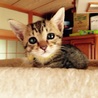 子猫3 キジトラ オス サムネイル5