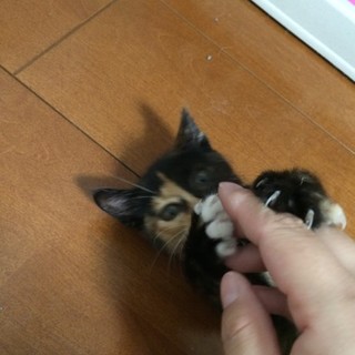 決定☆『ピエ』障害？・・一生懸命甘えてきます