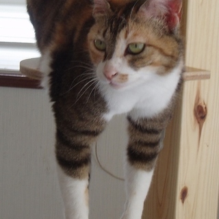 公園内でいじめられていた保護猫（ぼらみ）