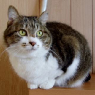 人が大好きで触られたくて仕方がない［みーこちゃん］