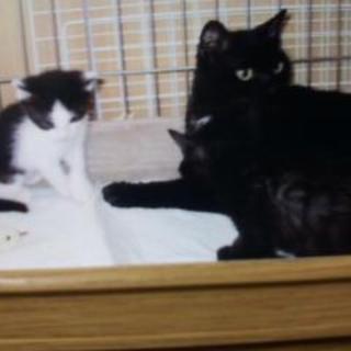 子猫が恋しいべっぴん♀黒猫