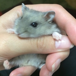 里親様が決まりました(*^^*)