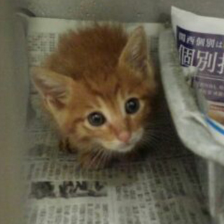 助けて下さい。命のカウントダウンが始まっています。