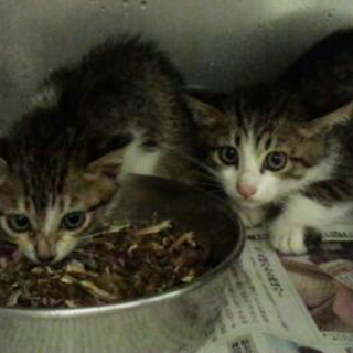 有り難うございました