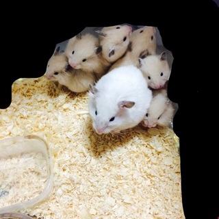 ゴールデンハムスター 短・長毛