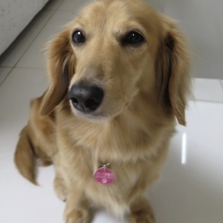 甘えん坊Mダックス♀推定6歳