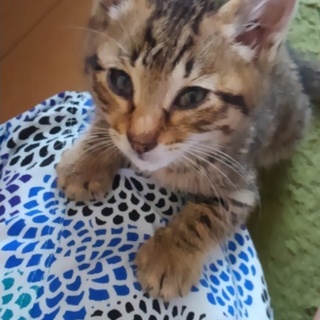 活発で甘えん坊なキジトラの男の子♪