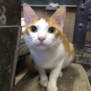 成猫の里親募集！
