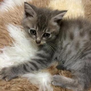 ふわふわ可愛い　男の子　1か月半くらい